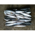 6-8 PCS / Kg Gefrorene Makrelenfische